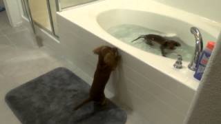 狗狗愛洗澡-上輩子是條魚來的吧