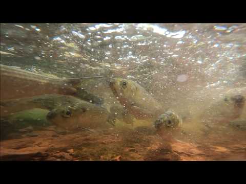 I Dropped an Underwater Camera in a Small River… and Couldn't Believe My Eyes!