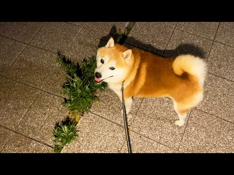 さんぽ終了が近づくと用のない草むらに立ち寄り、露骨に時間稼ぎする柴犬 サムネイル