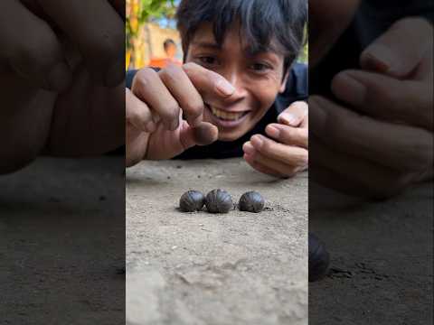 Wake up, come on pill millipedes let's show our best dance, wake up now #shorts #rolypoly