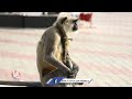 Monkey Rides On Bike | Funny Monkey | V6 News  - 03:01 min - News - Video