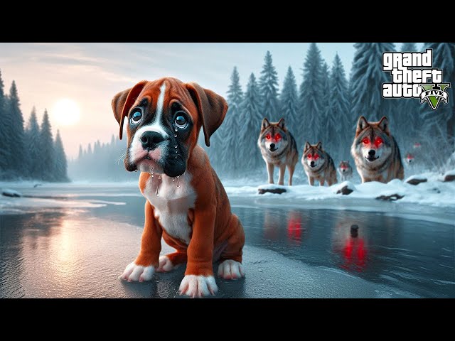 YAVRU BOXER KÖPEĞİ BALBOA'NIN ÜZÜCÜ HİKAYESİ! - GTA 5 PİTBULL'UN HAYATI