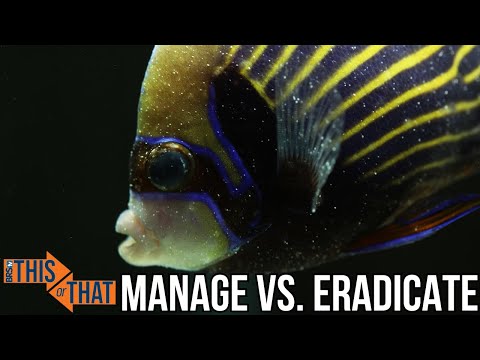 Handling Pests in Your Reef Tank_ Eradicate or Man Kyle and William dive into one of reefing’s most hotly debated topics_ management vs. eradication 