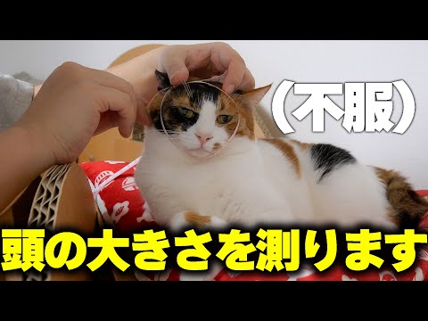猫の頭の大きさ測定に挑戦したら、不満そうな表情に驚きました サムネイル