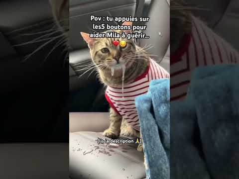 Mon chat a été diagnostiquée épileptique il y a 2 semaines, commente la vidéos pour la sauver 🙏🙏