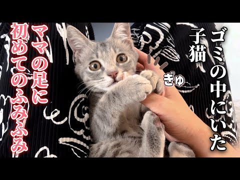 ゴミの中から保護された子猫が足でふみふみする甘えん坊に成長しました