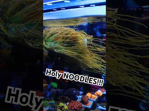 Like a Bowl of Ramen Noodles! #aquarium #noodles 