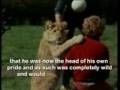 Christian The Lion - the full story in HQ with Sigur Ros soundtrack