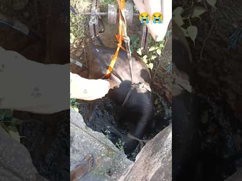 Bhes Cowe Ma Gir Gye😭#minivlog#viralshort#shorts#trendingshorts#buffalo#jcb#water