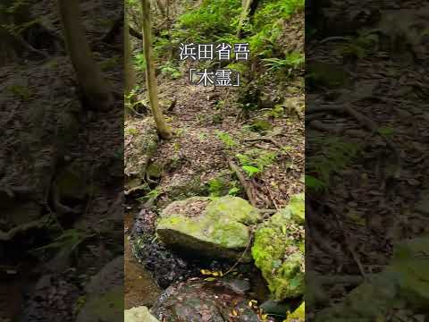 滝頭公園に来てます。川の流れる音に癒されます。この動画に合わせて浜田省吾さんの木霊を聴いてください。#浜田省吾 #浜田省吾ファン #木霊#滝頭公園 #川の音 #川の流れ#自然 #自然の音 #田原市