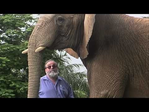 One Lucky Elephant'