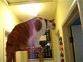 Fat cat climbing a ladder