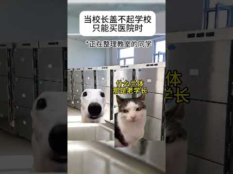 猫の動画サムネイル - 当校长盖不起学校只能买医院时#有趣 #猫meme #猫meme剧场 #内容过于真实  #故事 #貓 #猫猫meme小剧场 #喵不可言