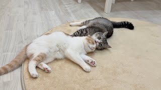 動画サムネイル