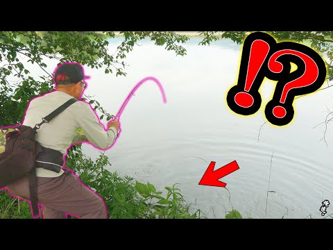 岸沿いを泳いできた魚に曲がったワームを投げると…