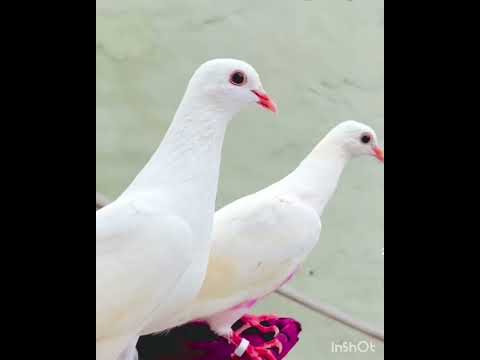 white Cute Kabootri ❤️ #haryanvisong #haryanvi #dance #viral #pigeon #kabootarba #birds #kabutar