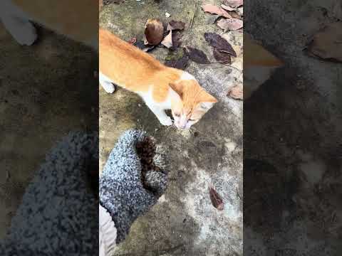 #ឆ្មាអនាថា#ឆ្មា #កូនឆ្មា #Cat #kitten #TheGohanAndCats