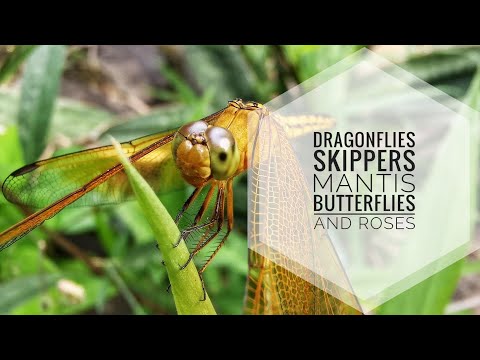 Dragonflies, Skipper, Mantis, Butterflies and Roses