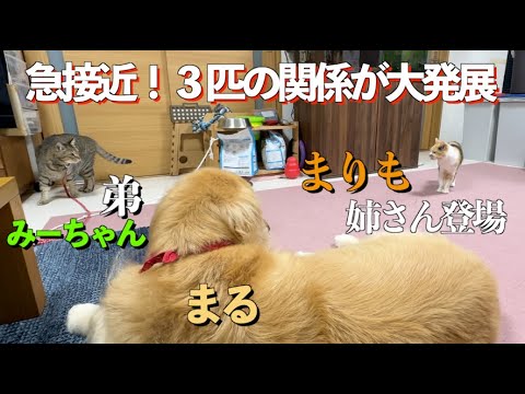 避けられていたのにまさか…リビングで鼻チュー発生！！