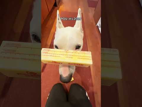 The dog with the buttuh #butter #dog #memes #funny #wtf