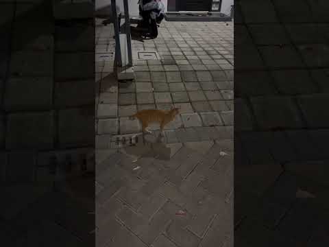 Kucing Puman Bilang Adiknya Diculik.#cat #nizamkucinglucu #cute #funny #funnycats #imut #pets #貓