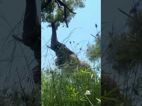 A Different View of Elephant Mambo Finding his Next Snack 🌿