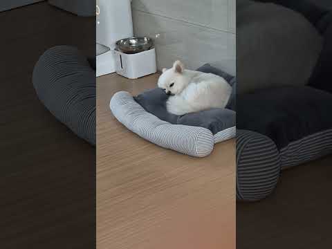 #shorts #포메라니안  #추천 #꿀잠