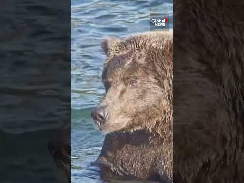 ‘Backpack’ <strong>named</strong> the winner of Alaska’s Fat Bear Week 🐻