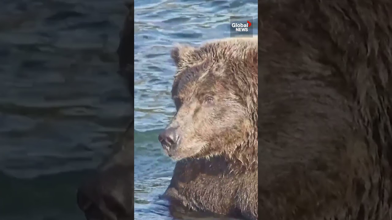 ‘Backpack’ named the winner of Alaska’s Fat Bear Week 🐻