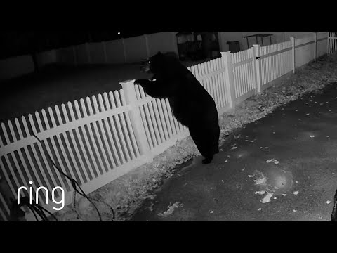 What Do You Think This Bear Was Looking For? | RingTV