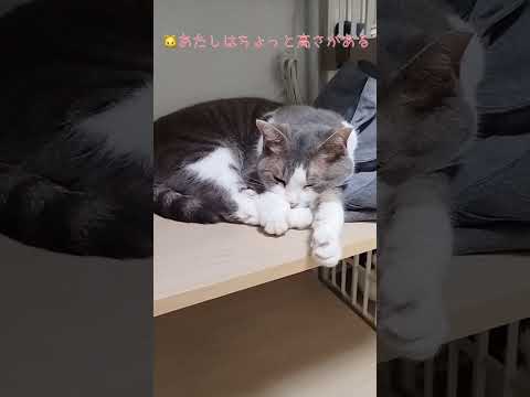 何故そこにいたがる・・・？仲良くないのに、何故か同じ部屋にいたがる猫たち【愛猫れいちゃんとスーちゃん】 #cat #猫 #保護猫 #shorts