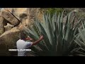 Parched California bets on agave spirits to quench thirst  - 01:53 min - News - Video