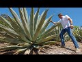 Parched California bets on agave spirits to quench thirst