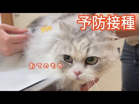 猫の動画サムネイル - 【予防接種】めっちゃ強い子！過去４回分もまとめてみました！【ミヌエット】