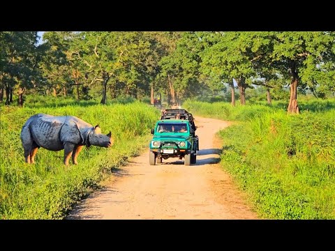 কাজিরাঙ্গা অভিযান !!! Jungle Safari at Kaziranga National Park, Kaziranga Vlog