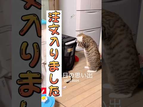 猫の動画サムネイル - 2020年〜現在までの7月11日の動画#cats#short#球太