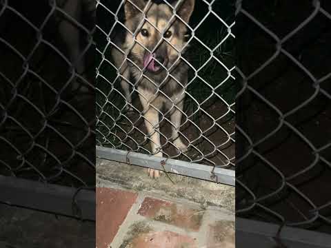 Bé bông mukbang bim bim#dog