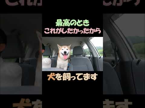 これがしたかったから！犬を飼ってます　I wanted to do this... that's why I have  dogs!!