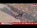 చెప్పిన మాట వింటున్న కోడి....వైరల్ వీడియో | Jordar Varthalu | hmtv  - 01:35 min - News - Video