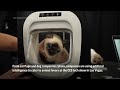 Companies use AI to cater to animal lovers at CES 2024  - 01:25 min - News - Video
