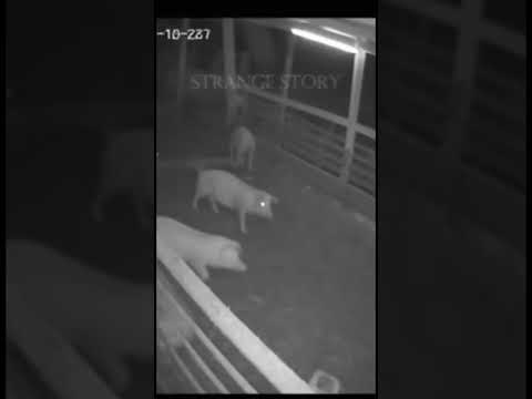 CCTV MYSTERY: Pigs Vanish in Bright Flash! (Unexplained Night Footage)