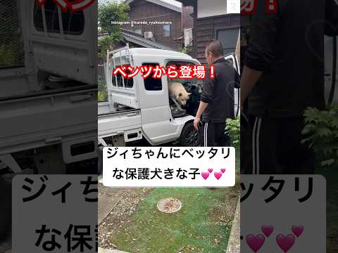 癒し‼️保護犬きな子、ジィちゃんにベッタリ💕　#保護犬 #犬　#犬のいる暮らし #かわいい犬 #癒し サムネイル