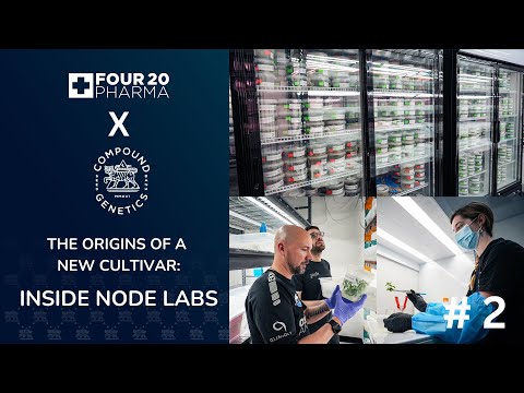 The origins of a new cultivar | 420 Pharma x Compound Genetics - Part 2