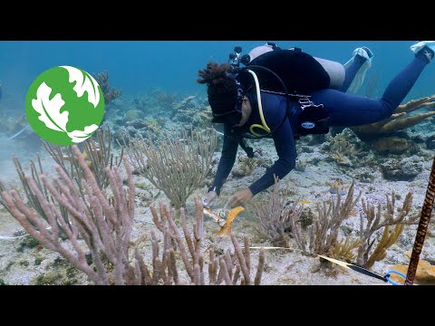 A Story of Hope for Coral Reef Protection and Restoration