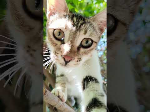 My little fairy😇🫶🥰❤️ #cutekitty #adorablecats #catcore #kitten #kittenlove #catshorts