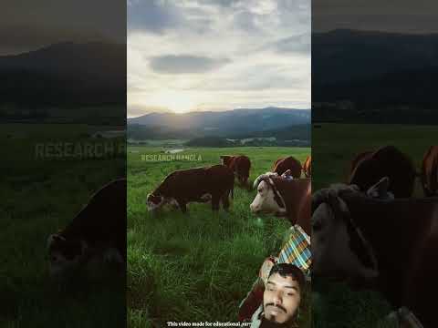 টি হচ্ছে একটি অস্ট্রেলিয়ার গরুর খামার #facts #funny #viralvideo