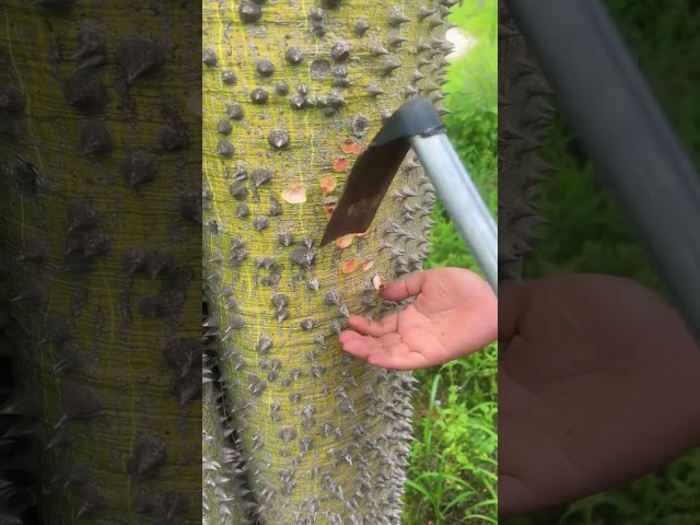 Robinia pseudoacacia thorn cutting process