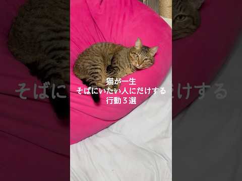 猫があなたにだけ見せる行動3選と保護猫のかわいい瞬間 サムネイル