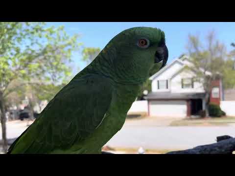Loro discutiendo con su mamá/loro trata mal  a su mamá/loro llorando por que lo bañaron 