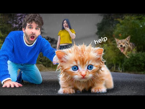 I RESCUED an Abandoned Kitten from a COYOTE ATTACK!
